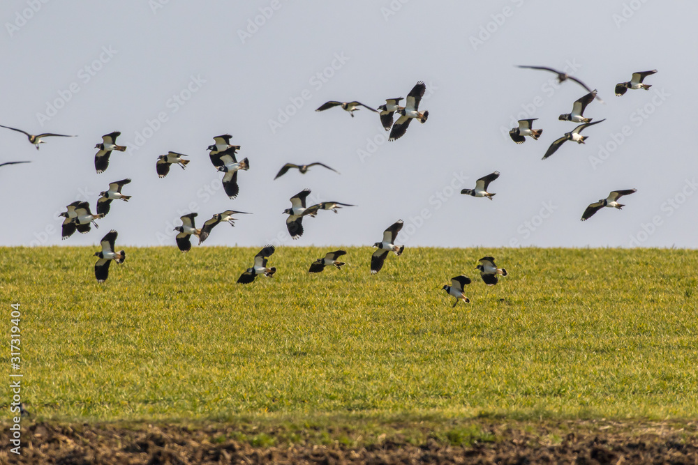 Lapwing (Vanellus vanellus)