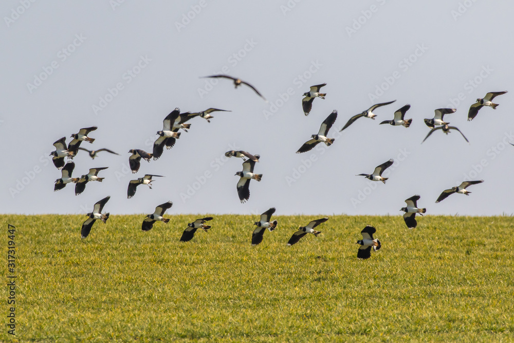 Lapwing (Vanellus vanellus)