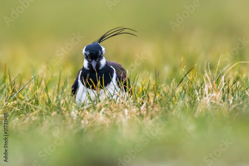 Obraz na płótnie Lapwing (Vanellus vanellus) w salonie