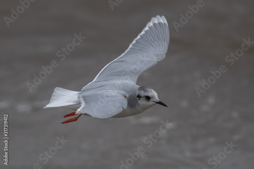 Little Gull Flying photo