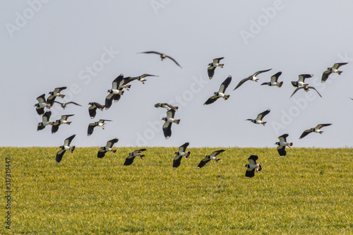 Obraz na płótnie Lapwing (Vanellus vanellus) w salonie