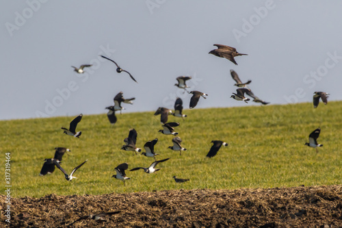Obraz na płótnie Lapwing (Vanellus vanellus) w salonie