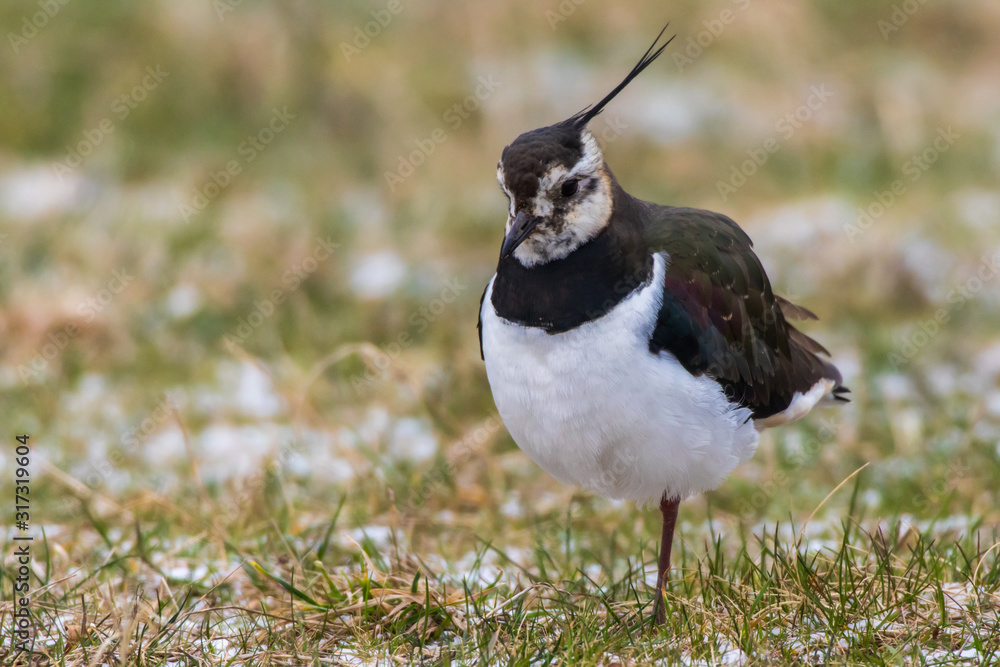 Lapwing (Vanellus vanellus)