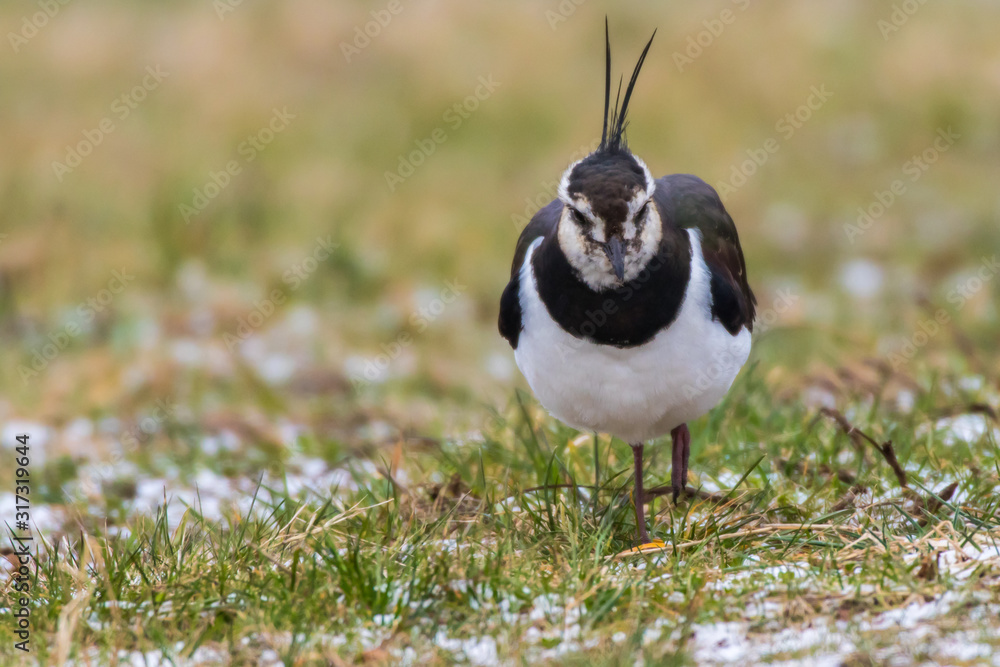 Lapwing (Vanellus vanellus)