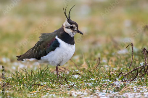 Obraz na płótnie Lapwing (Vanellus vanellus) w salonie