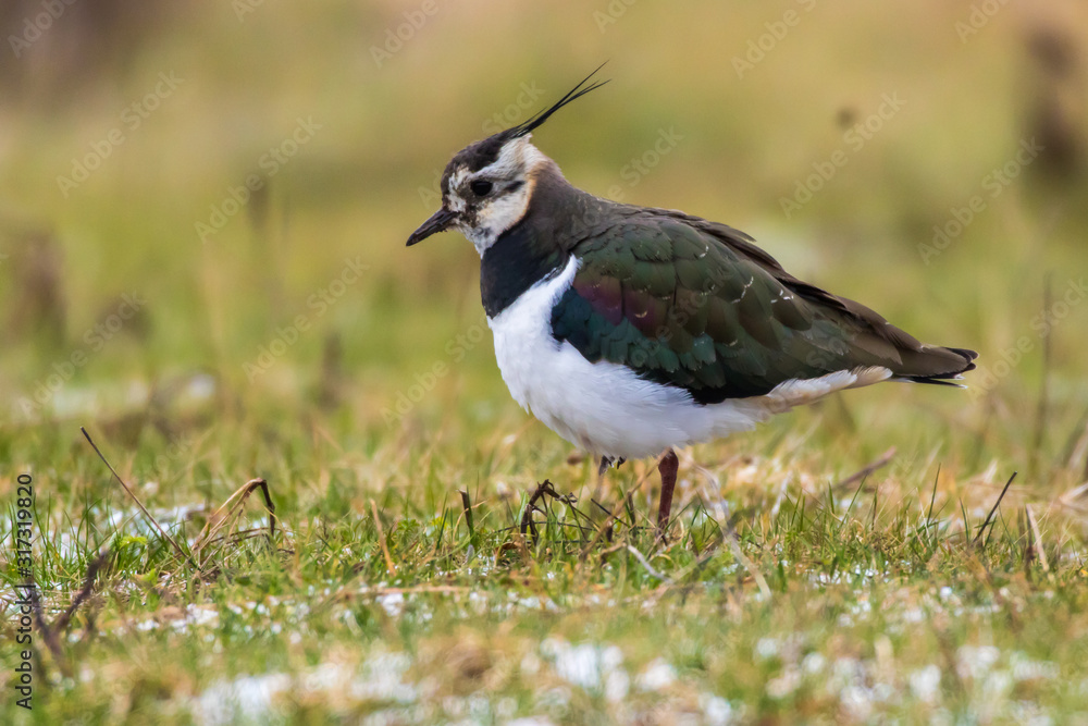 Lapwing (Vanellus vanellus)