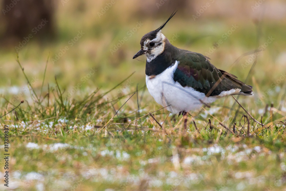 Lapwing (Vanellus vanellus)