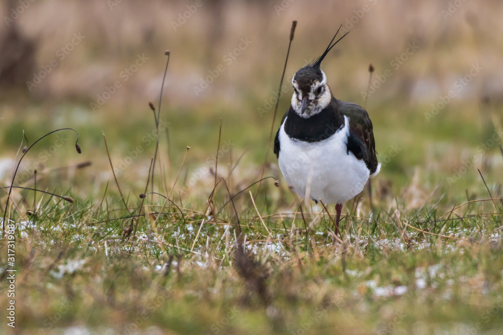 Lapwing (Vanellus vanellus)