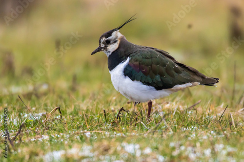 Obraz na płótnie Lapwing (Vanellus vanellus) w salonie