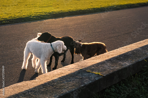 Photography Three dogs off leads or leashes greet each other on a promenade