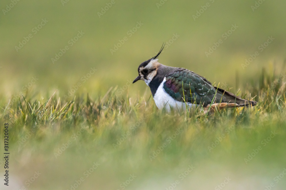 Lapwing (Vanellus vanellus)