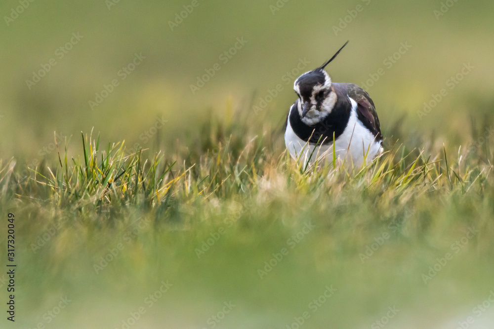 Lapwing (Vanellus vanellus)