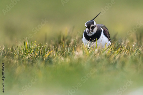 Obraz na płótnie Lapwing (Vanellus vanellus) w salonie