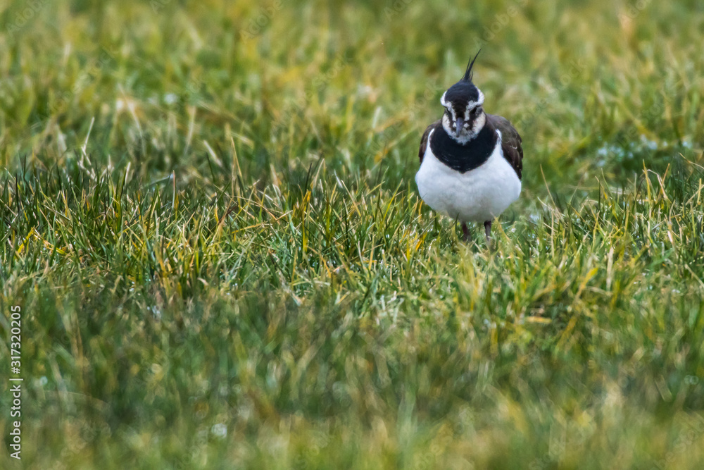 Lapwing (Vanellus vanellus)
