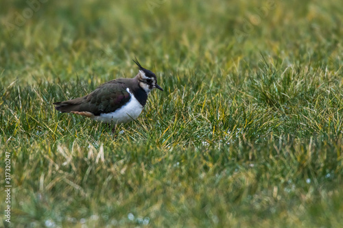 Obraz na płótnie Lapwing (Vanellus vanellus) w salonie