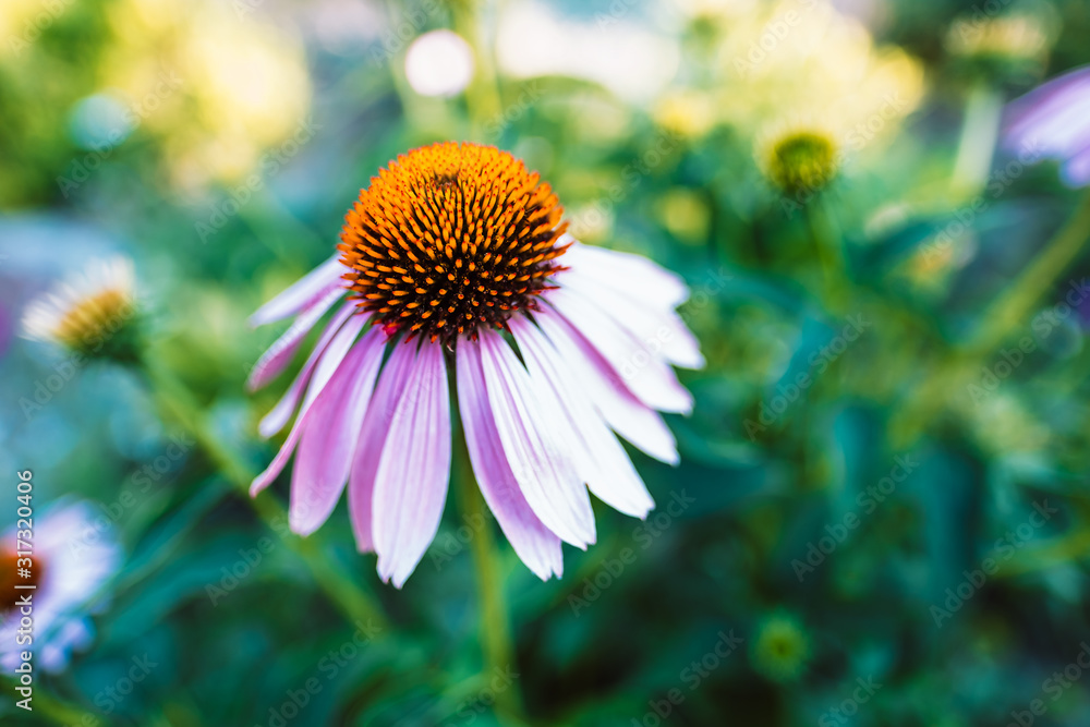 bright floral background with blooming echinacea bright floral background with blooming echinacea