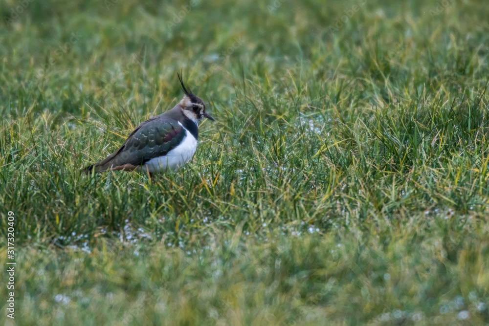 Lapwing (Vanellus vanellus)