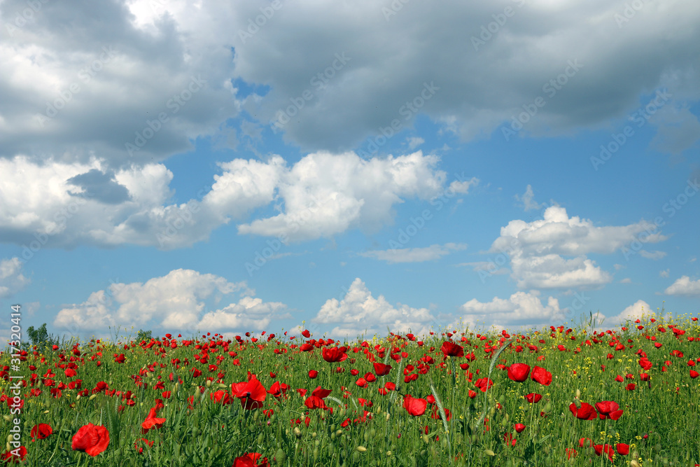 filed with poppies flowers and blue sky with clouds nature landscape filed with poppies flowers and blue sky with clouds nature landscape