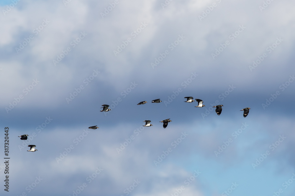 Lapwing (Vanellus vanellus)