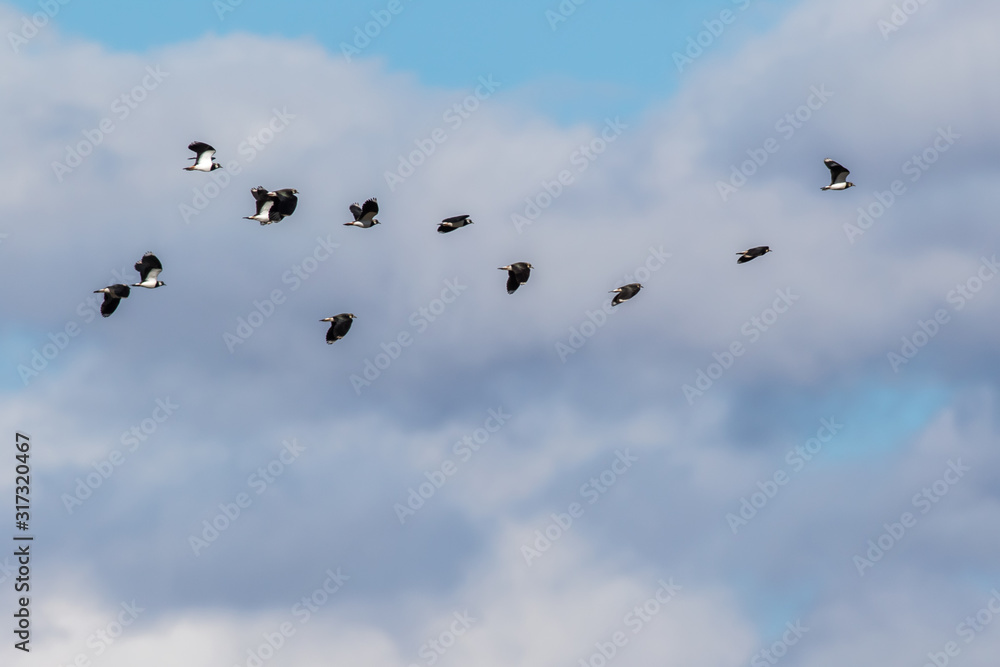 Lapwing (Vanellus vanellus)