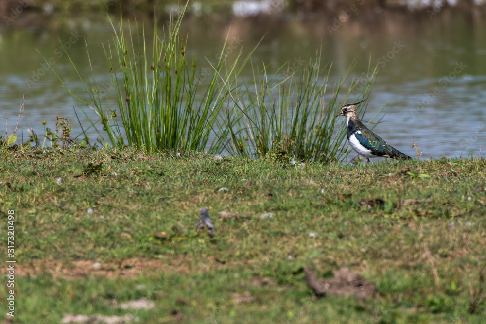 Lapwing (Vanellus vanellus)