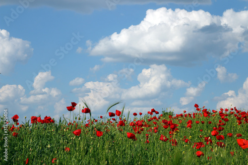 field with poppies flowers and blue sky nature landscape
