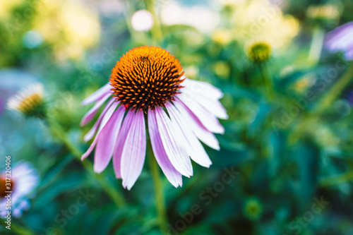 bright floral background with blooming echinacea