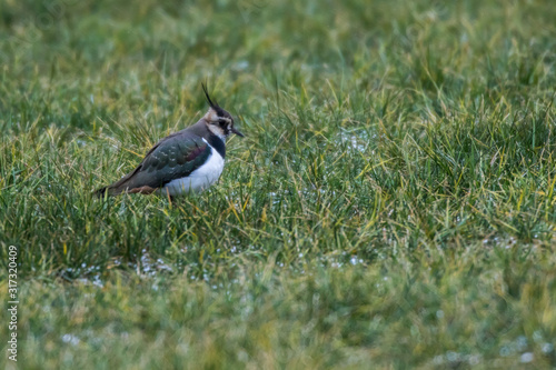 Obraz na płótnie Lapwing (Vanellus vanellus) w salonie