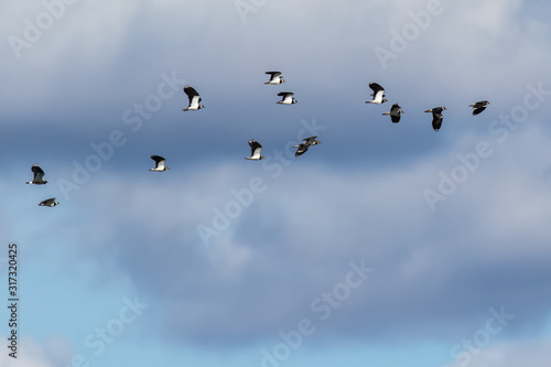 Lapwing (Vanellus vanellus)