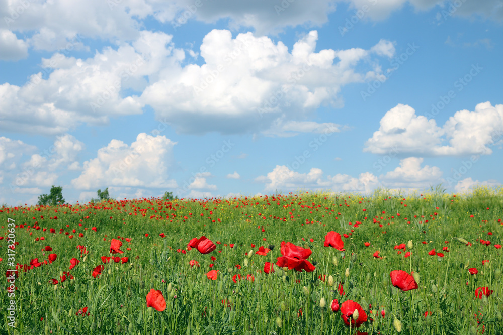 meadow with poppies flowers and  blue sky with clouds nature landscape