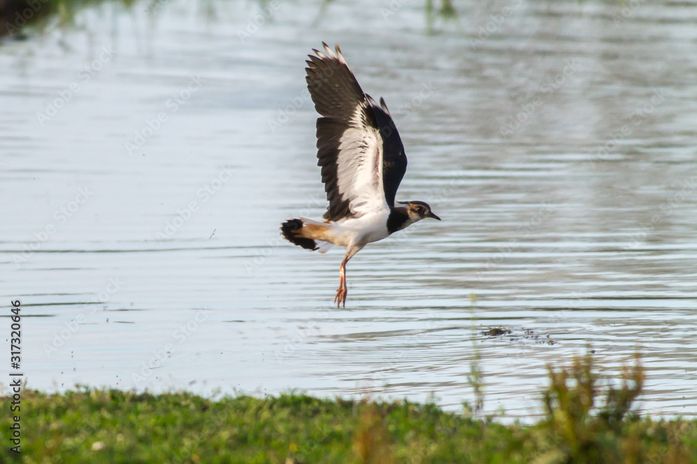 Lapwing (Vanellus vanellus)