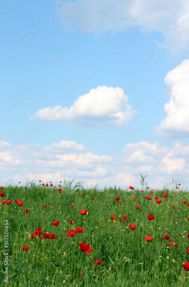 poppies flowers and  blue sky in spring