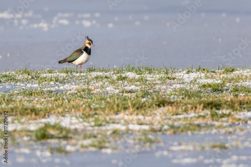 Lapwing (Vanellus vanellus)