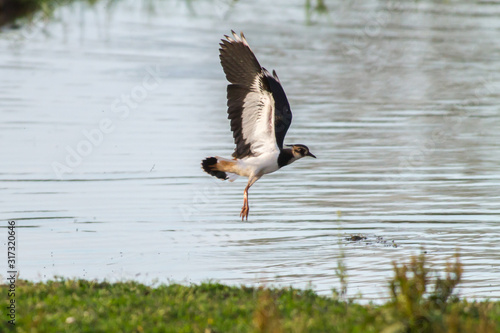 Obraz na płótnie Lapwing (Vanellus vanellus) w salonie