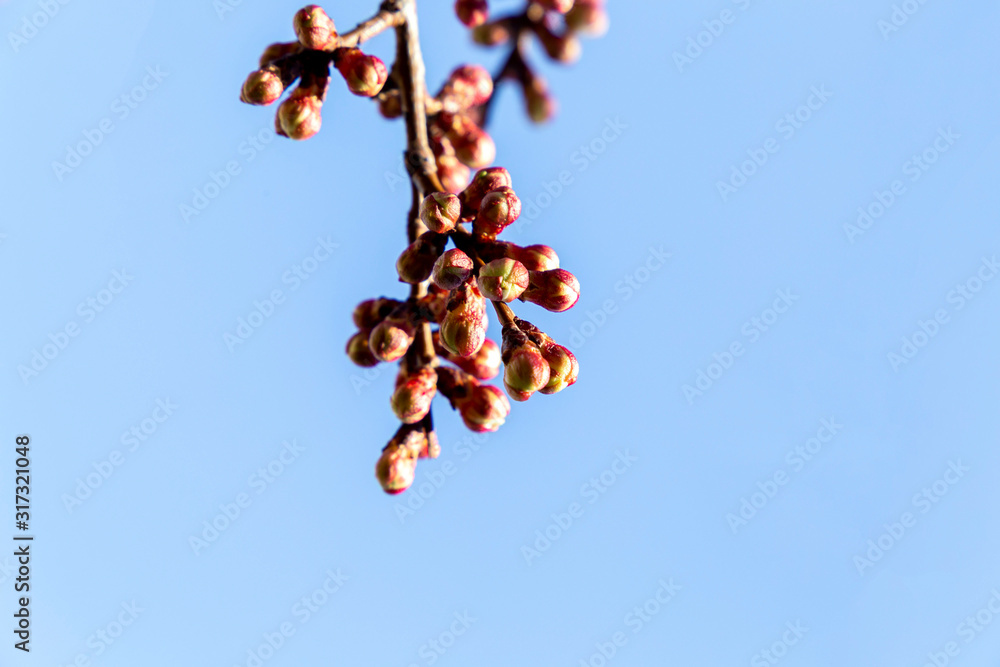 Apricot flower buds on the branches against the blue sky. The concept of spring nature. Blooming trees.
