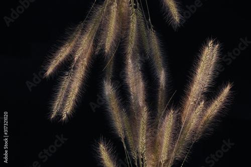 marsh bristlegrass entangled