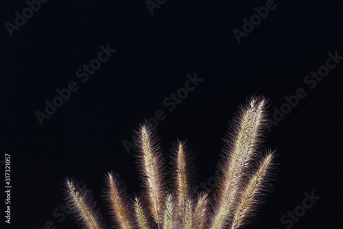 golden marsh bristlegrass  © Briane