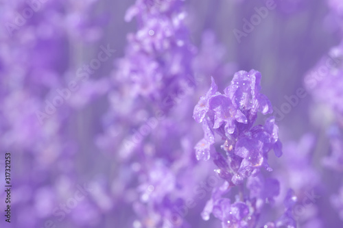 Lavender field.