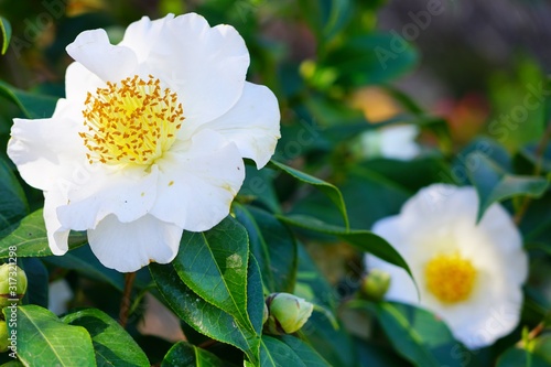 Leinwand Poster A white camelia japonica flower in bloom