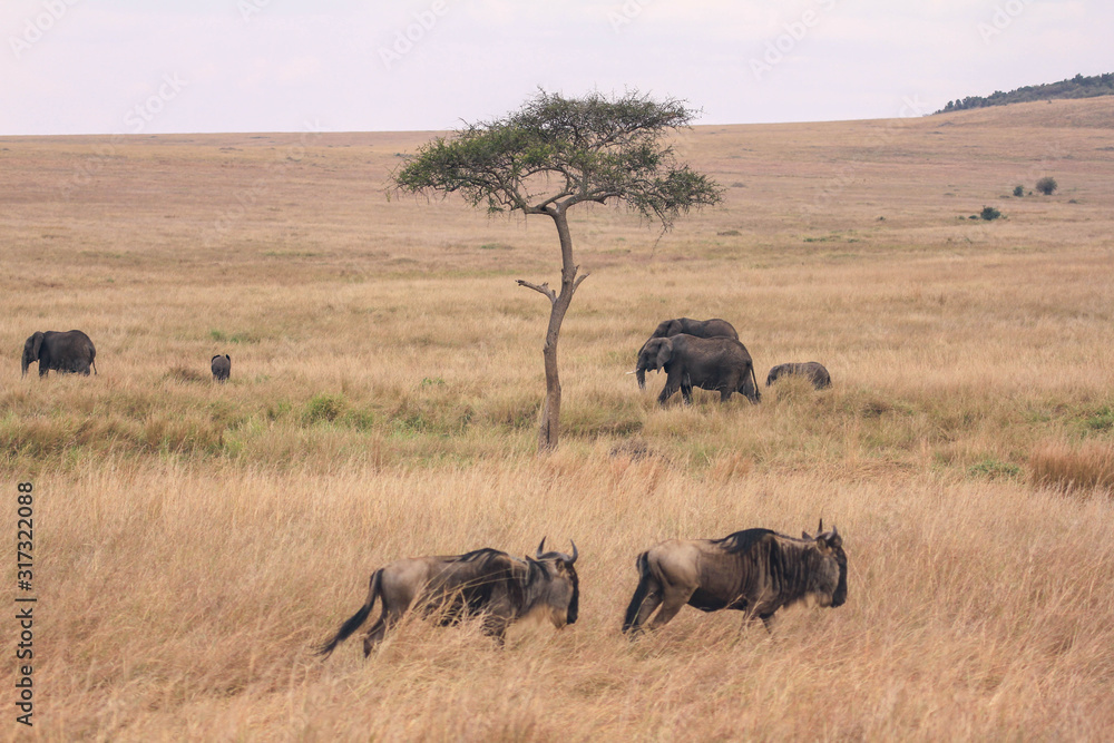 herd of elephants in masai mara kenya herd of elephants in masai mara kenya