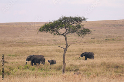 Landcapes of masai mara in kenya photo