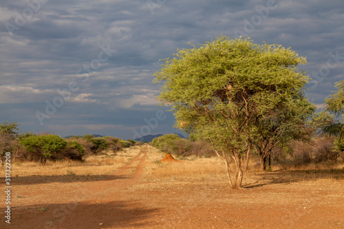 Fototapeta Naklejka Na Ścianę i Meble -  Landschaft nahe der Waterberg-Region, Namibia