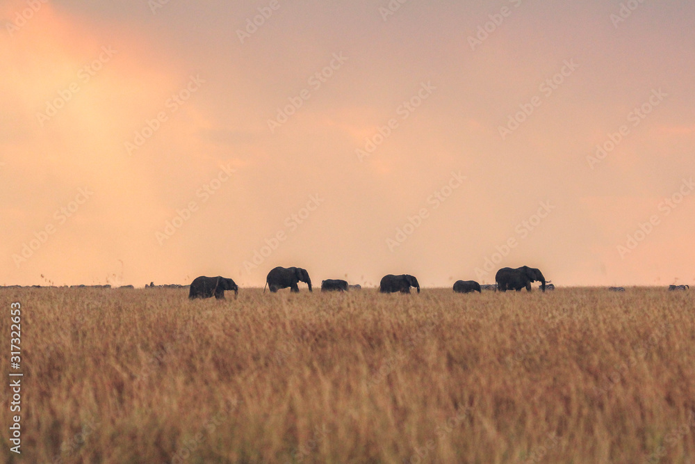 Elephants in masai mara Kenya