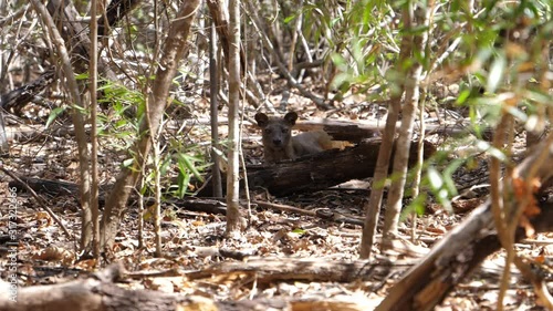 Wild Fossa in Madagascar