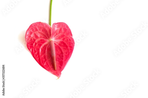 Isolated pink anthurium flower on white background. Layout for design, copy space. Tropical flower in the shape of a heart. love concept. St. Valentine's Day. Gynecology and family planning concept.