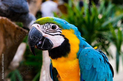 Wallpaper Mural Beautiful close-up pictures of the yellow-blue macaws, colorful and beautiful. Torontodigital.ca
