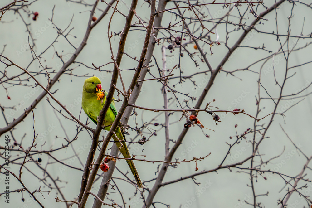 Green parrot feeding, eating fruit on branch of tree in urban life in Turkey Green parrot feeding, eating fruit on branch of tree in urban life in Turkey