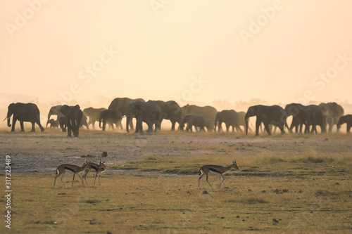 Photography herd of elephants in kenya