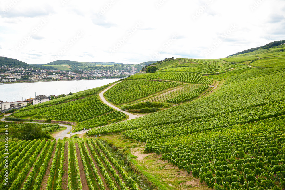 Beautiful wineries in the summer season of western Germany, visible road between rows of grapes.