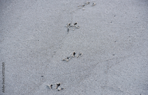 Four traces of gulls on the sand by the Polish sea